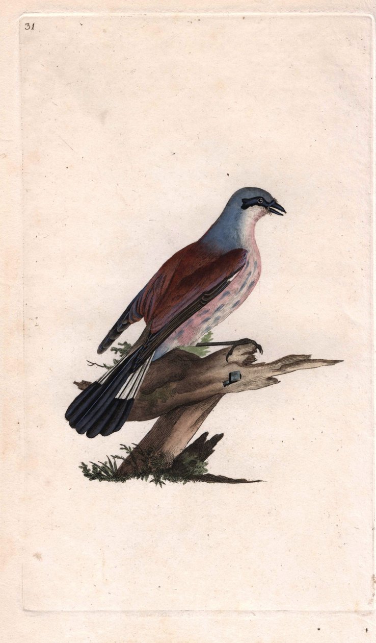 Pie Grieche Ecorcheur. Copper engraving by Edward Donovan, published in Histoire naturelle des oiseaux britanniques, London by Edward Donovan