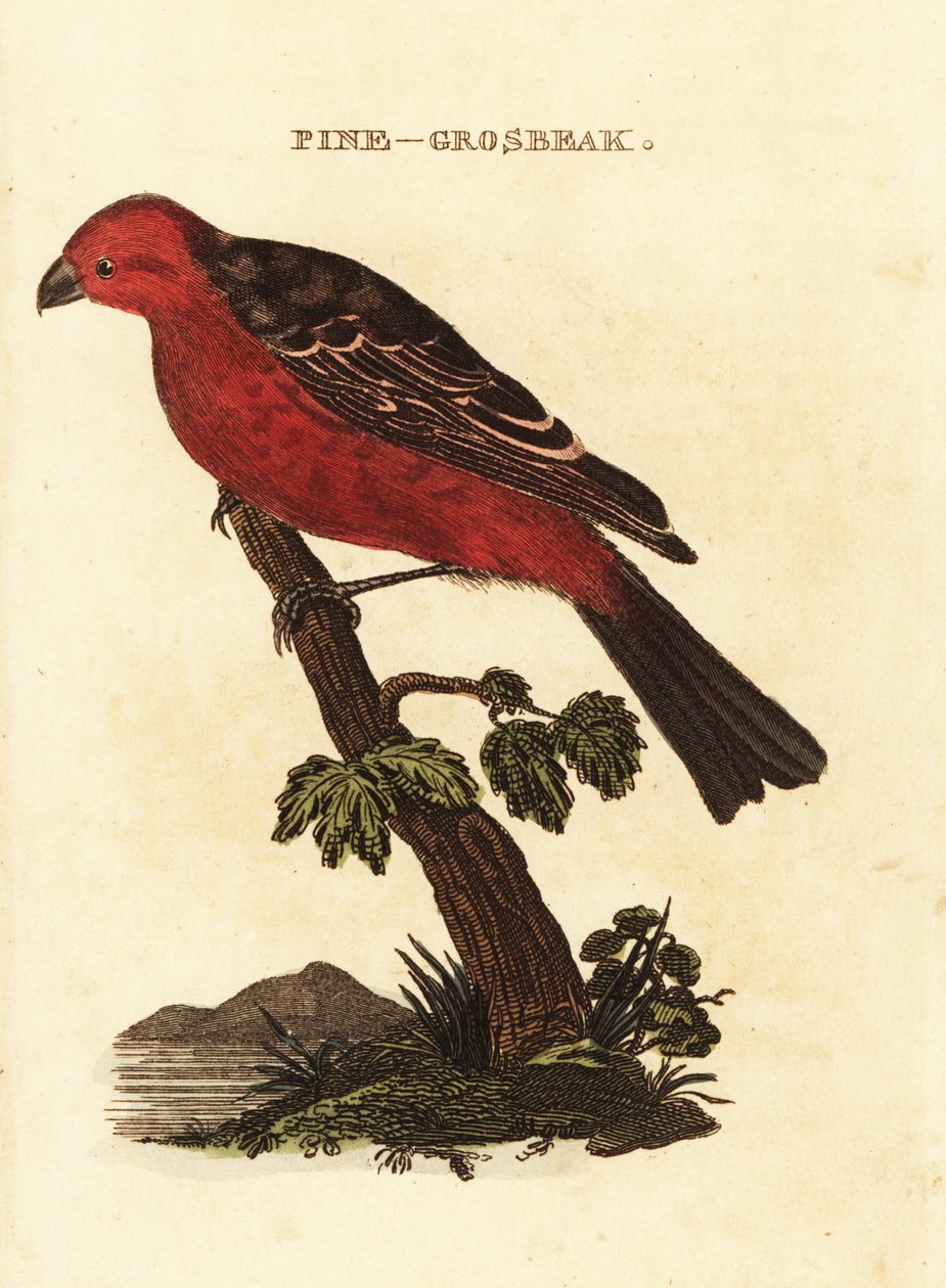 Pine Grosbeak by Edward Donovan