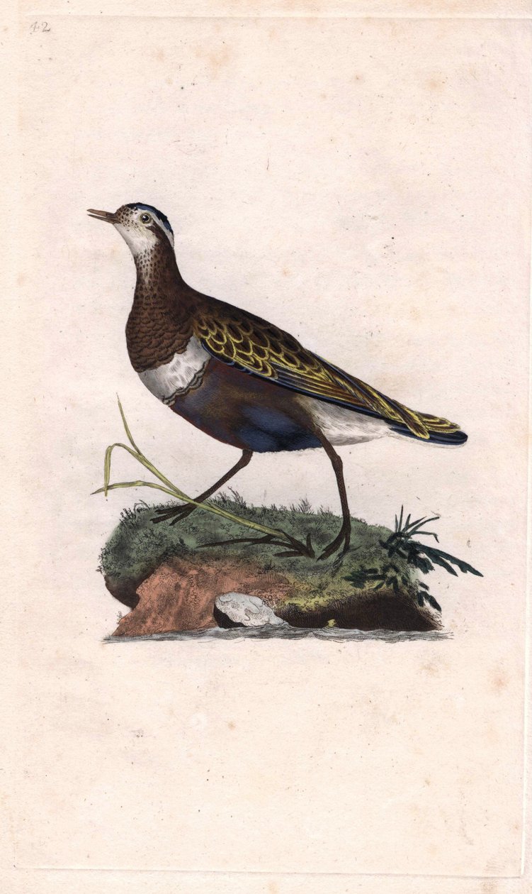 Plover by Edward Donovan: Premium art reproduction