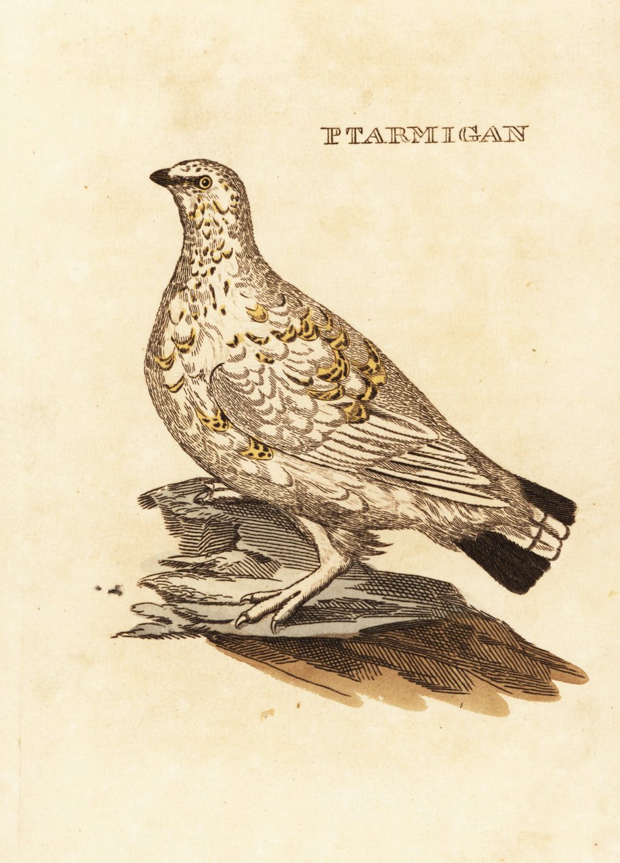 Ptarmigan Grouse or White Game by Edward Donovan