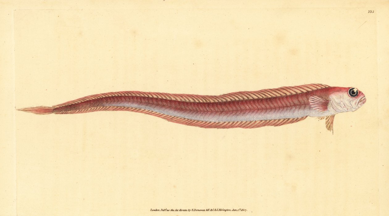 Red bandfish, Cepola macrophthalma (Rubescent band-fish, Cepola rubescens). Handcoloured copperplate drawn and engraved by Edward Donovan from his Natural History of British Fishes, Donovan and F.C. and J. Rivington, London by Edward Donovan