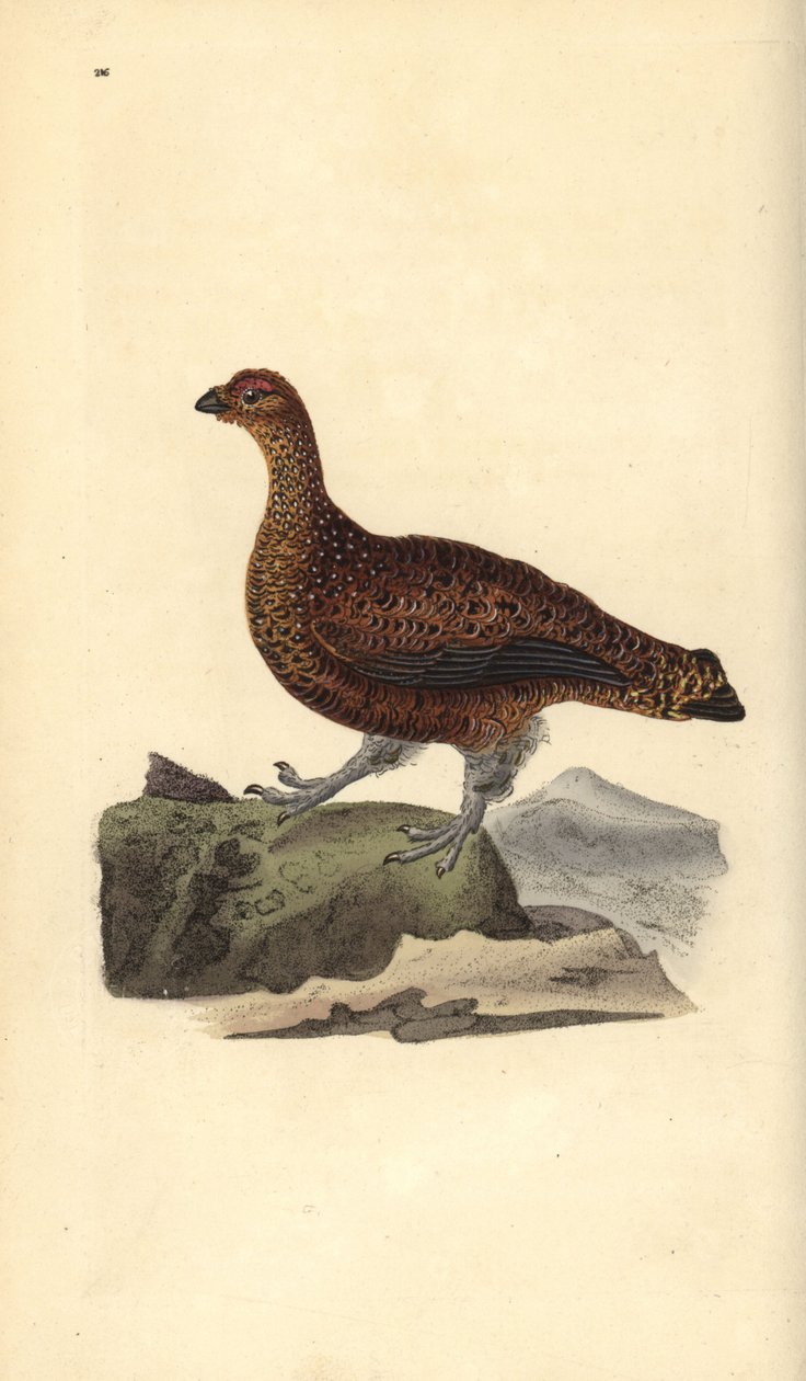 Red Grouse (Female), Lagopus scotica by Edward Donovan