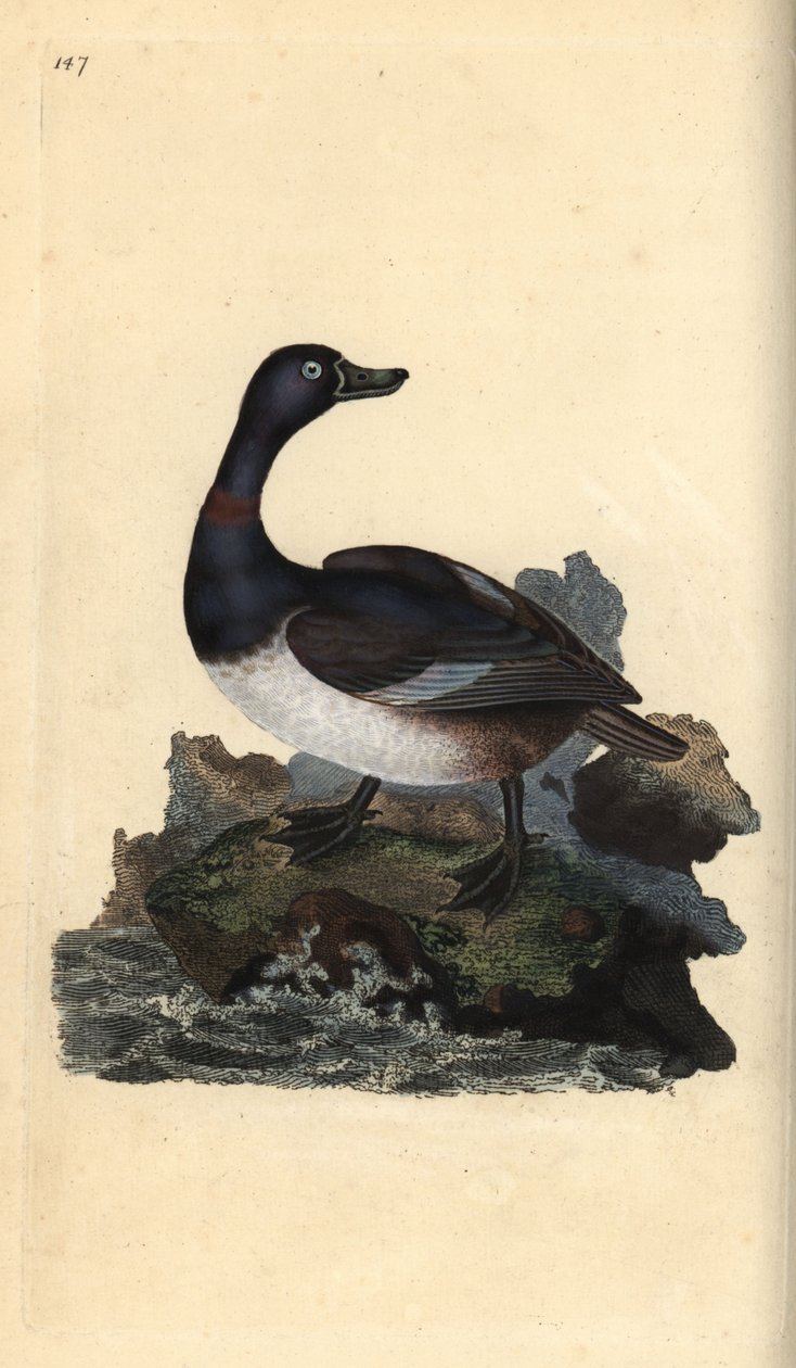 Ring-necked Duck, Aythya collaris. Handcoloured copperplate drawn and ...