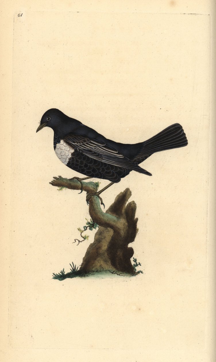 Ring Ouzel, Turdus torquatus. Handcoloured copperplate from Natural History of British Birds, London by Edward Donovan