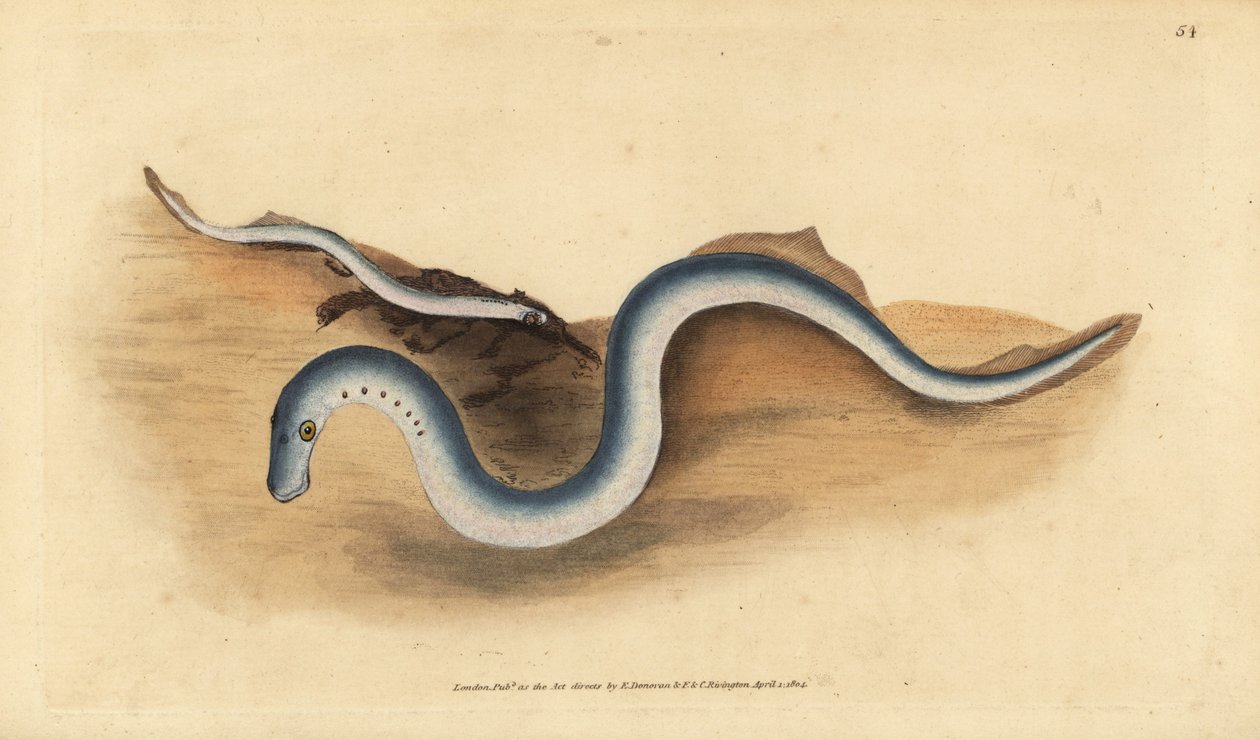 River Lamprey, Lampetra Fluviatilis. Handcoloured Copperplate Drawn and Engraved by Edward Donovan from His Natural History of British Fishes by Edward Donovan