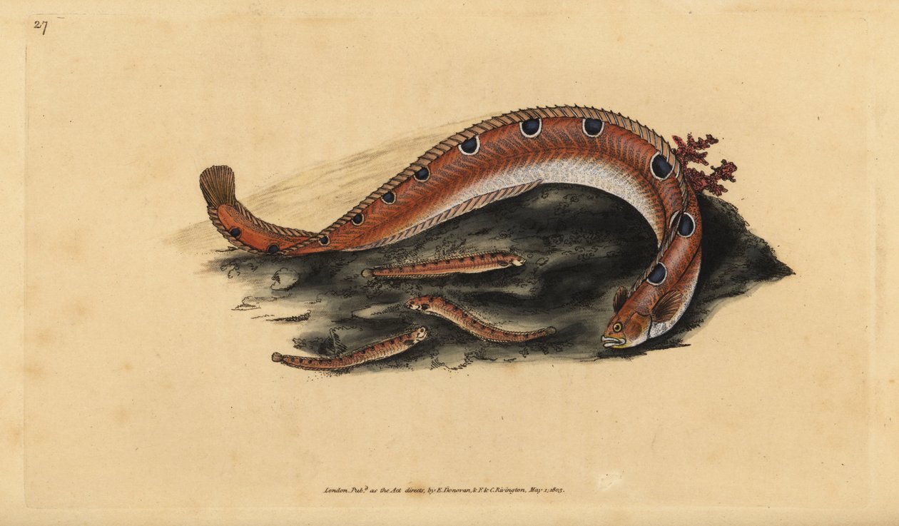 Rock Gunnel, Pholis gunnellus (Spotted Blenny or Butter Fish, Blennius gunnellus). Handcoloured Copperplate Drawn and Engraved by Edward Donovan from His Natural History of British Fishes, Donovan and F.C. and J. Rivington, London by Edward Donovan
