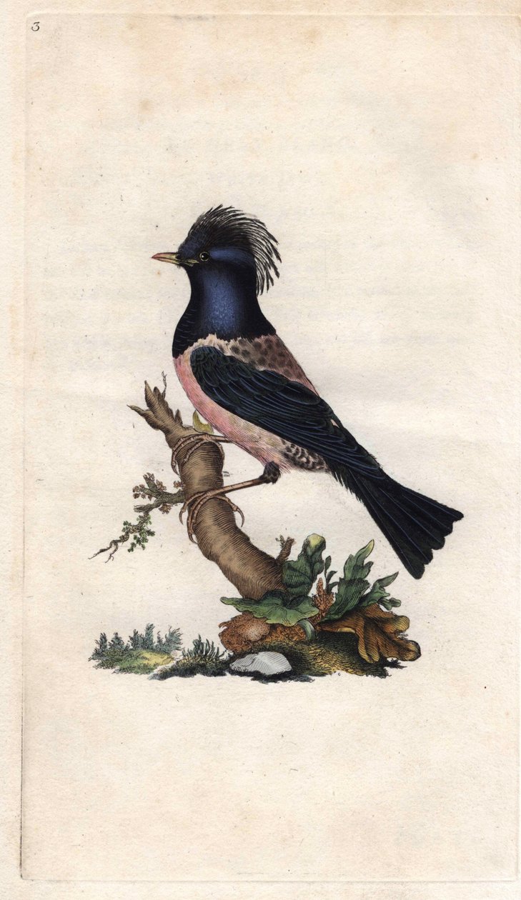 Rosy starling. Sturnus roseus (Turdus roseus). Copper engraving by Edward Donovan, published in Histoire naturelle des oiseaux britanniques, London by Edward Donovan