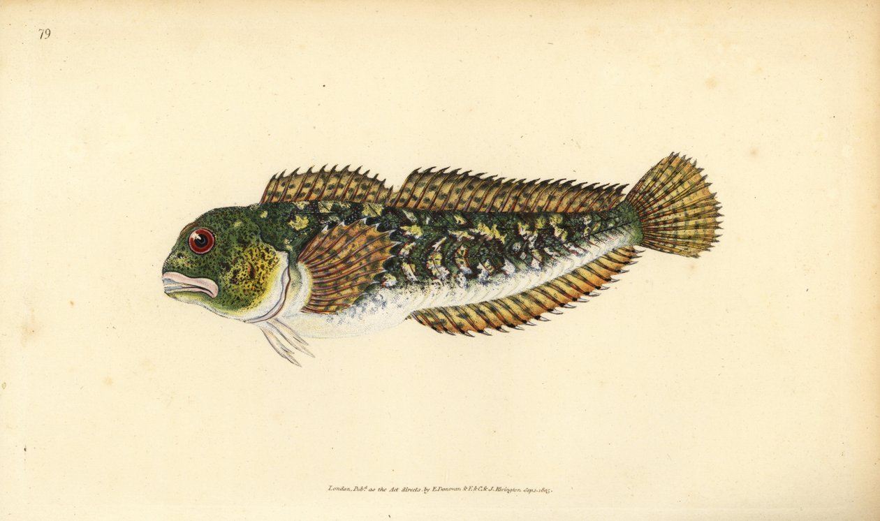 Shanny, Lipophrys pholis by Edward Donovan