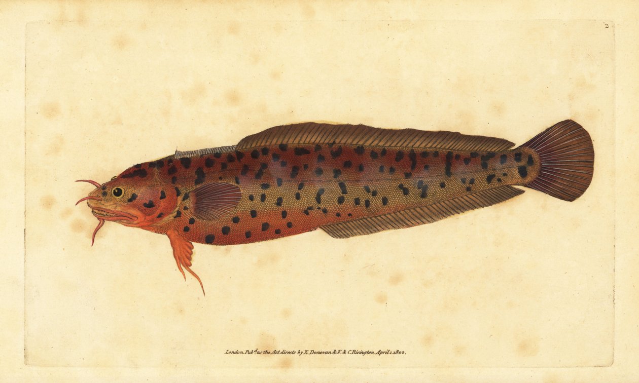 Shore Rockling, Gaidropsarus mediterraneus (Three-bearded Cod or Rockling, Gadus tricirratus). Handcoloured Copperplate Drawn and Engraved by Edward Donovan from His Natural History of British Fishes, Donovan and F.C. and J. Rivington, London by Edward Donovan