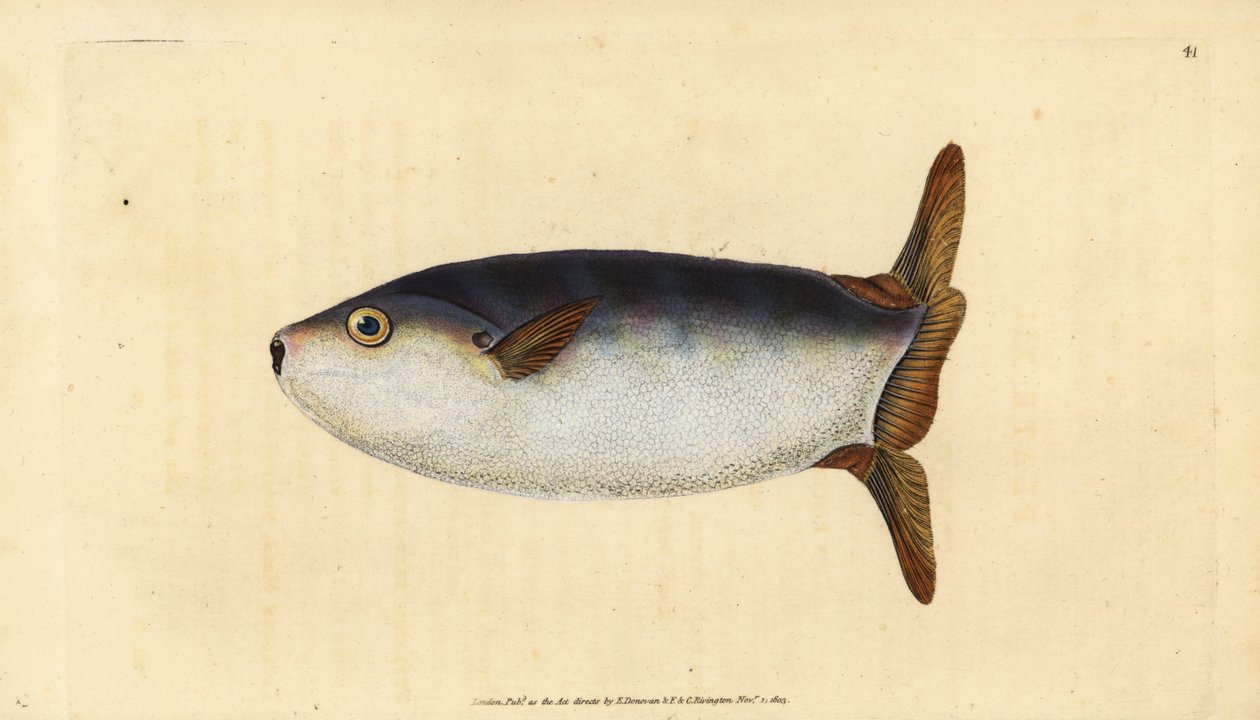 Slender Sunfish, Ranzania laevis (Truncated Sunfish, Tetrodon truncatus). Handcoloured Copperplate Drawn and Engraved by Edward Donovan from His Natural History of British Fishes, Donovan and F.C. and J. Rivington, London by Edward Donovan