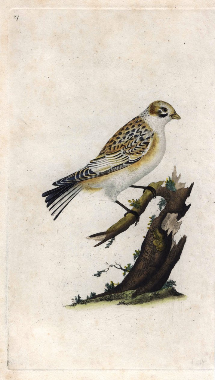 Snow Sparrow. Plectrophenax nivalis. Copper engraving by Edward Donovan, published in Histoire naturelle des oiseaux britanniques, London by Edward Donovan