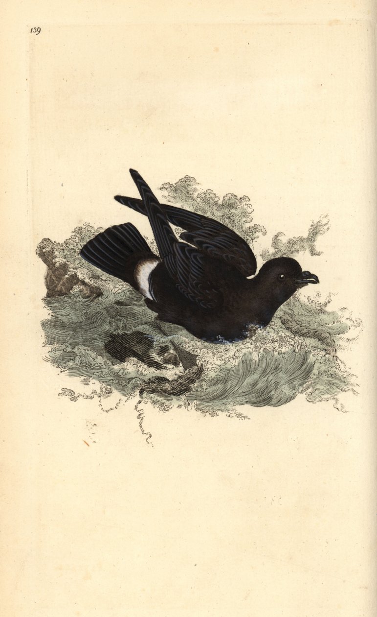Storm Petrel, Hydrobates pelagicus. Handcoloured copperplate drawn and ...