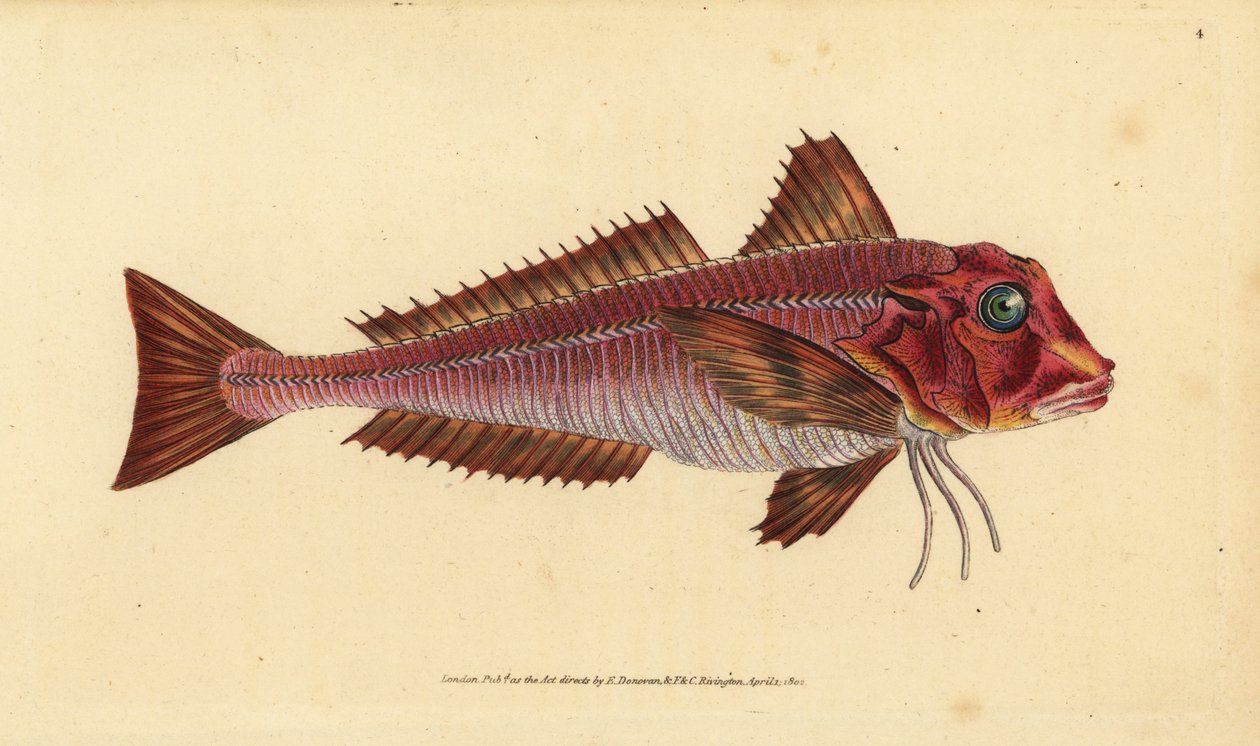 Streaked Gurnard, Trigloporus lastoviza (Trigla lineata). Handcoloured Copperplate Drawn and Engraved by Edward Donovan from His Natural History of British Fishes, Donovan and F.C. and J. Rivington, London by Edward Donovan