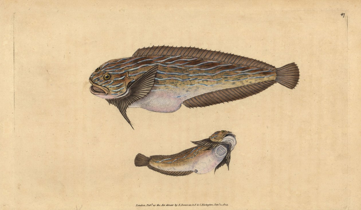 Striped Seasnail, Liparis liparis liparis by Edward Donovan