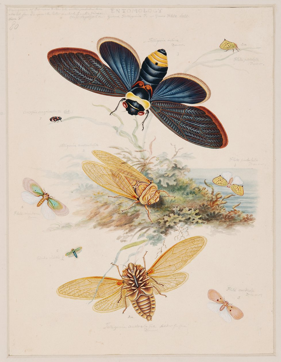 Studies of Invertebrate Animals, Volume II by Edward Donovan