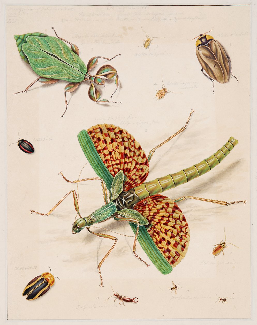 Studies of Invertebrate Animals, Volume II by Edward Donovan