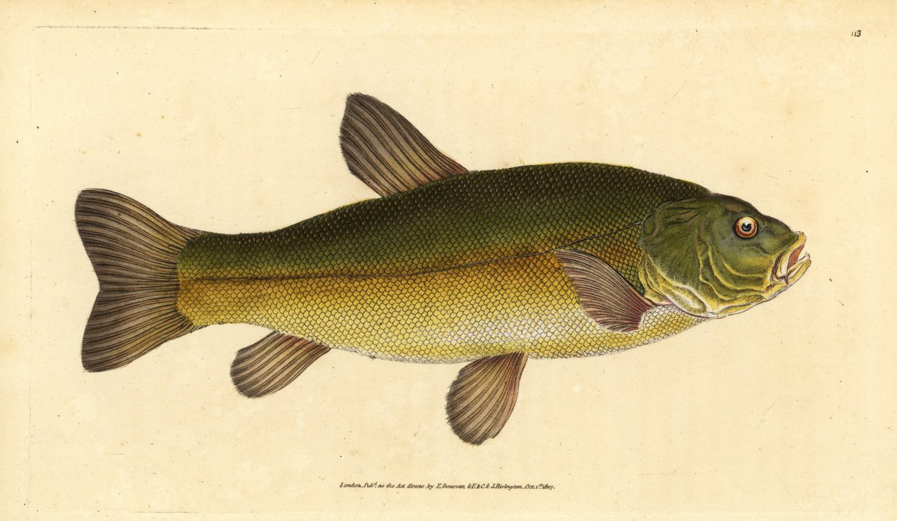 Tench, Tinca tinca. Handcoloured copperplate from Natural History of British Fishes, London by Edward Donovan
