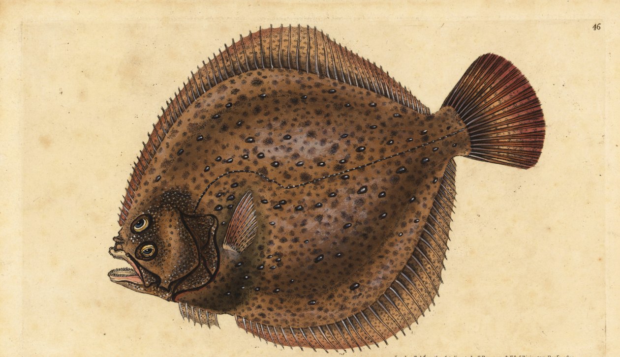 Turbot, Scophthalmus maximus. Handcoloured copperplate from Natural History of British Fishes, Donovan and F.C. and J. Rivington, London by Edward Donovan