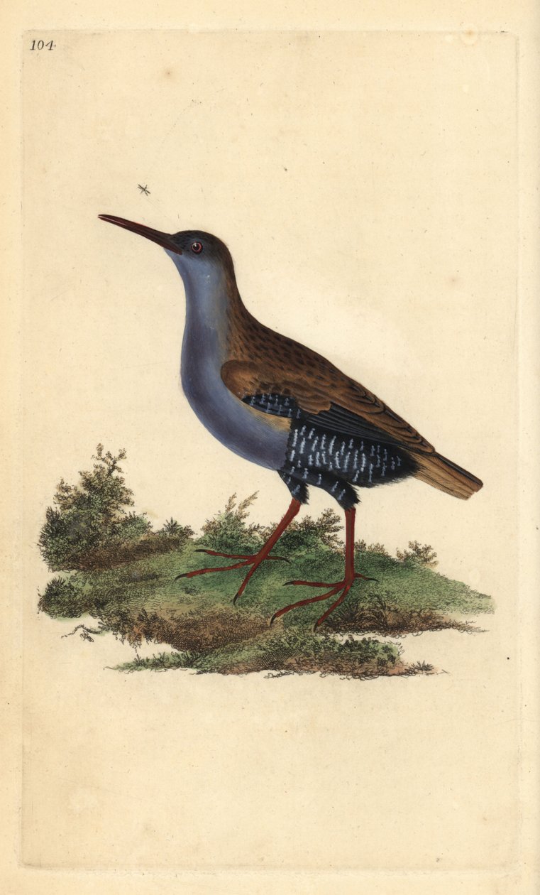 Water Rail, Rallus aquaticus. Handcoloured copperplate drawn and engraved by Edward Donovan from his Natural History of British Birds, London by Edward Donovan
