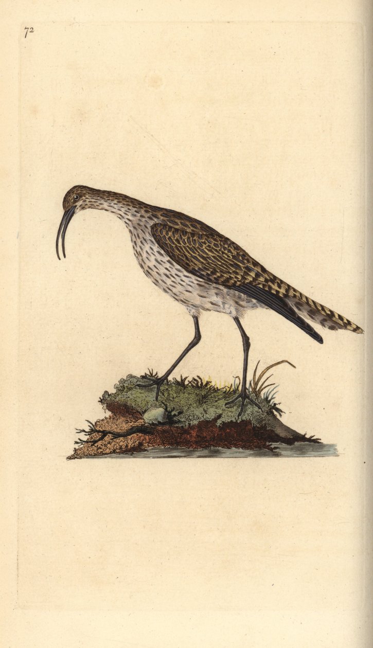 Whimbrel, Numenius phaeopus. Handcoloured copperplate from Natural History of British Birds, London by Edward Donovan