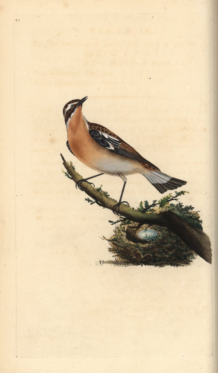 Whinchat, Saxicola rubetra. Handcoloured copperplate from Natural History of British Birds, London by Edward Donovan