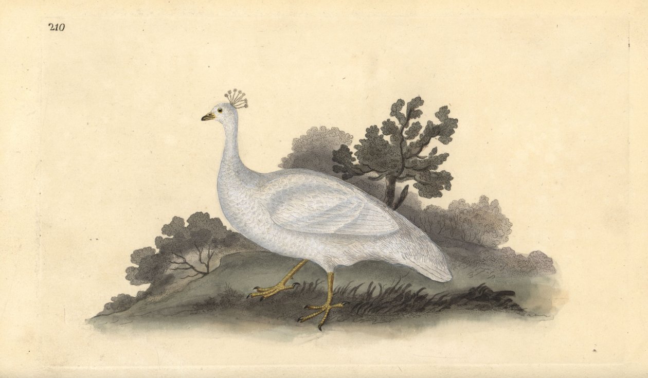 White crested pea-fowl (female), Pavo cristatus. Handcoloured copperplate from Natural History of British Birds, London by Edward Donovan