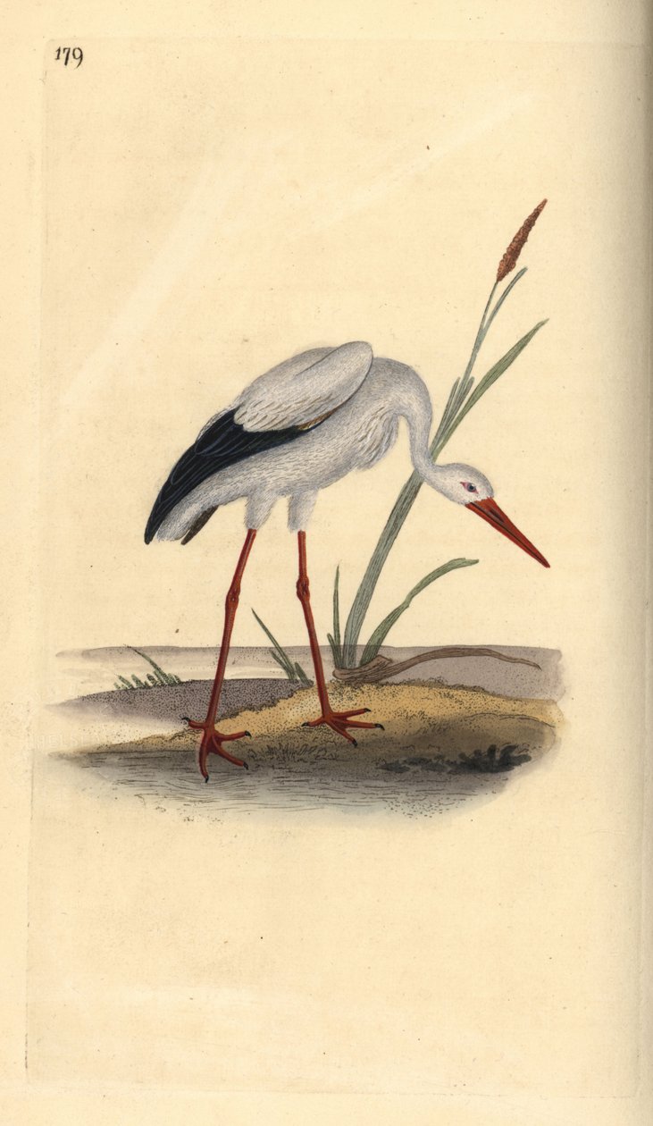 White Stork, Ciconia ciconia by Edward Donovan