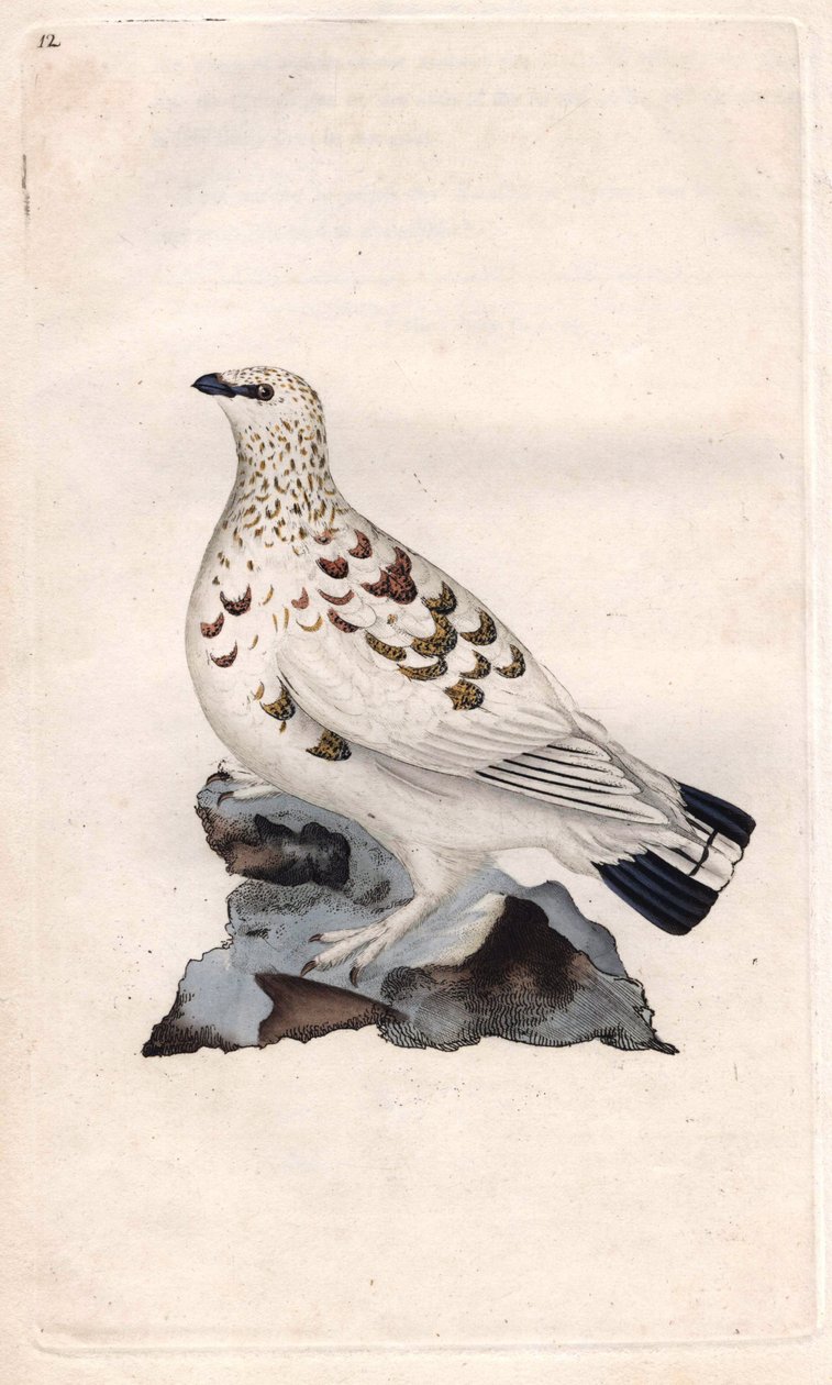 Willow Ptarmigan, Lagopus lagopus by Edward Donovan