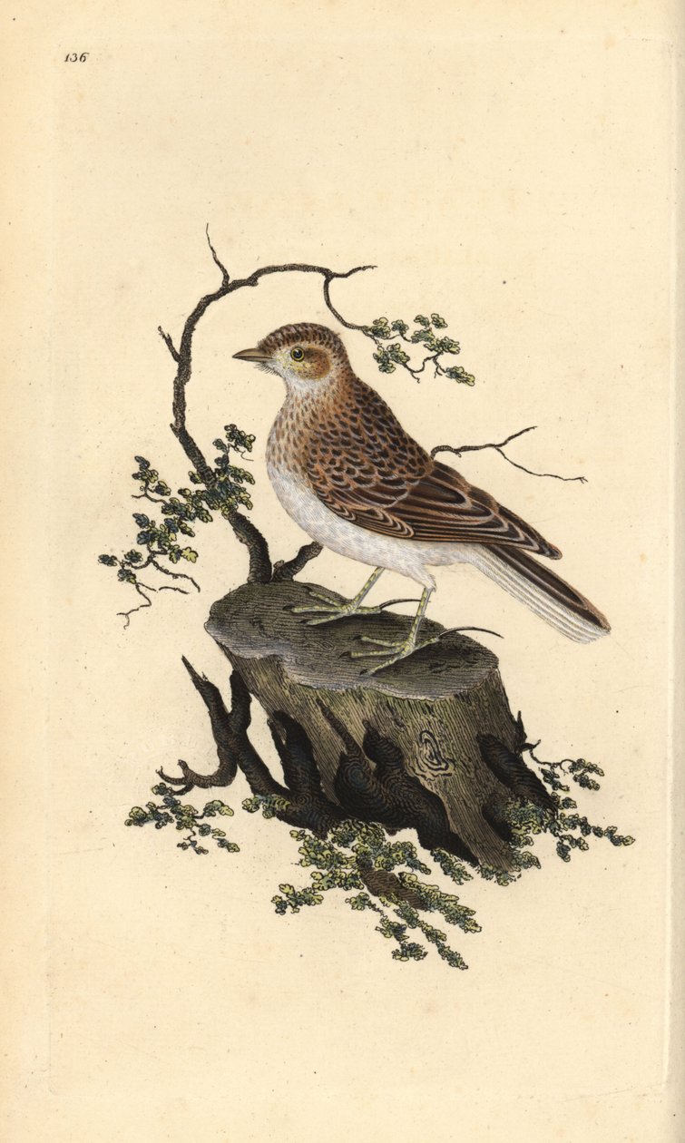 Woodlark, Lullula arborea by Edward Donovan