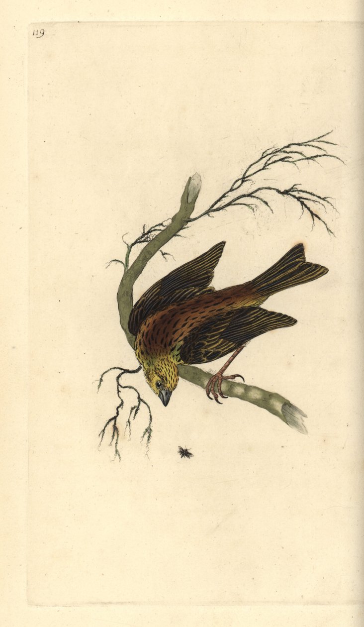 Yellowhammer, Emberiza citrinella by Edward Donovan