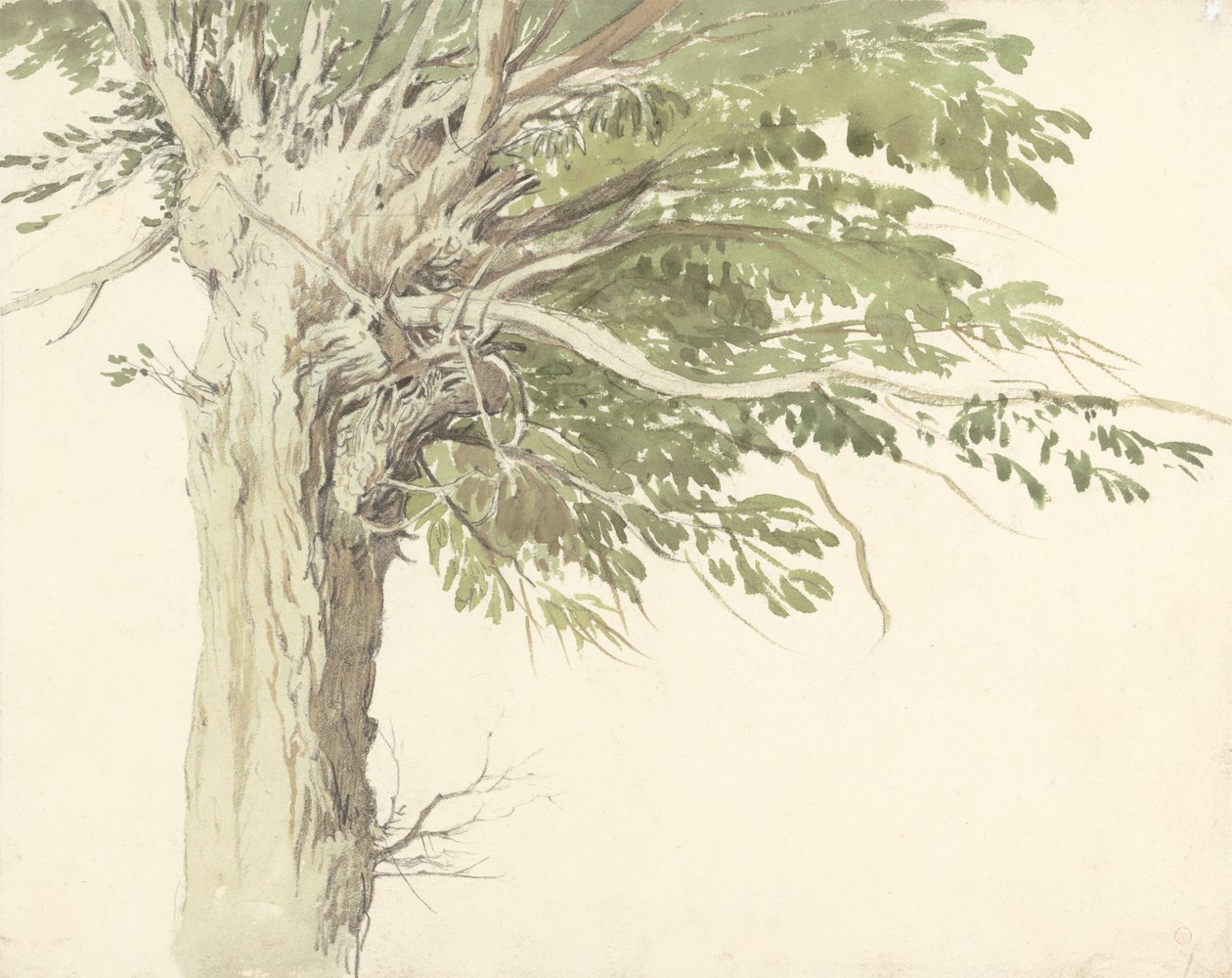 Study of a Pollarded Tree - a Willow by Edward Duncan