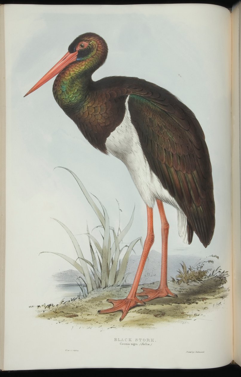 Black Stork, from 