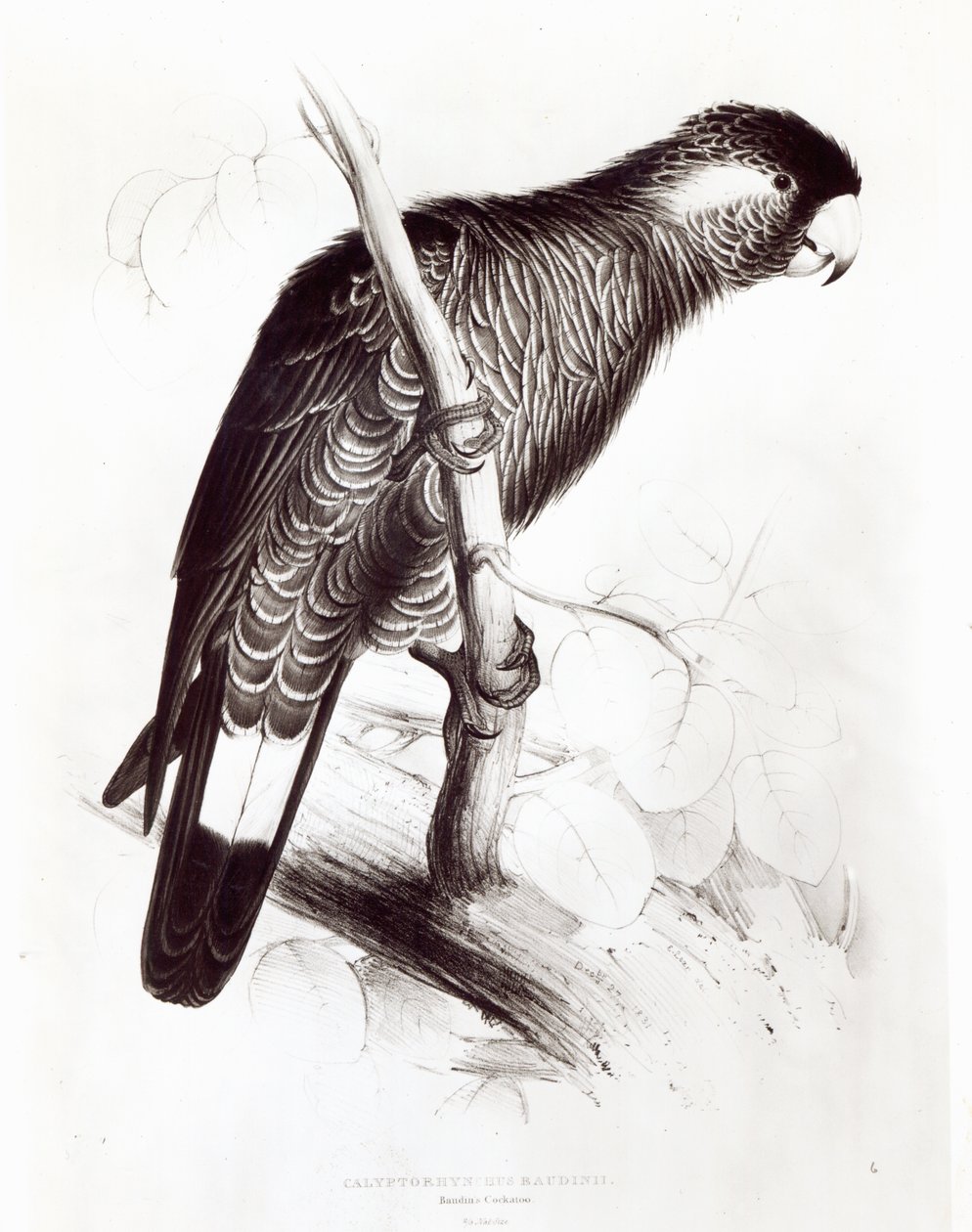 Calyptorhynchus Baudinii, or Baudin
