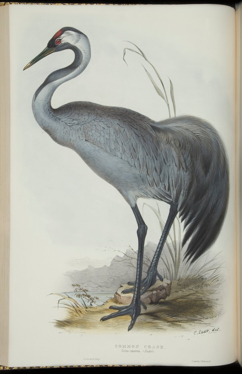 Common Crane, from 