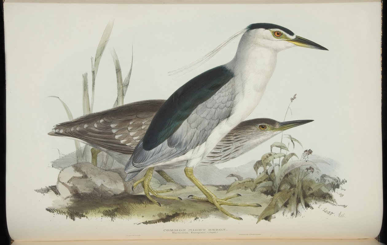 Common Night Heron, from 