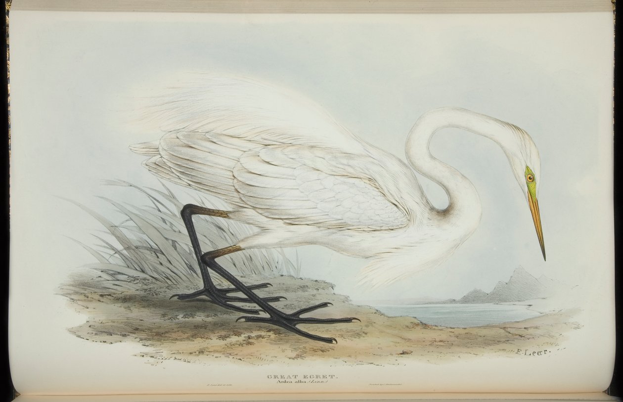 Great Egret, from 