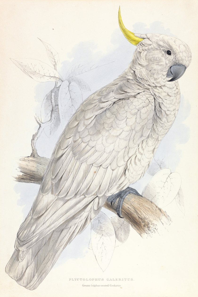 Greater Sulphur-crested Cockatoo by Edward Lear