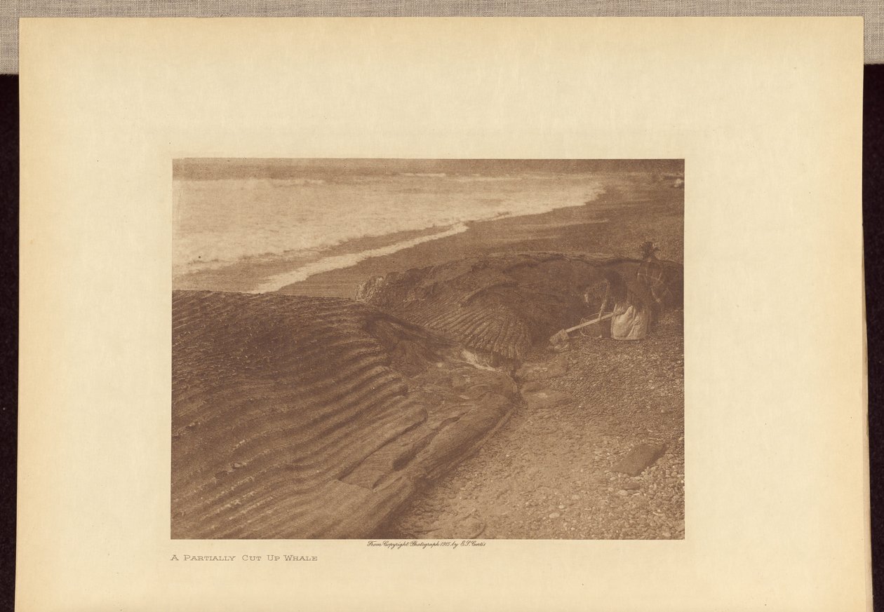 A Partially Cut Up Whale by Edward S. Curtis