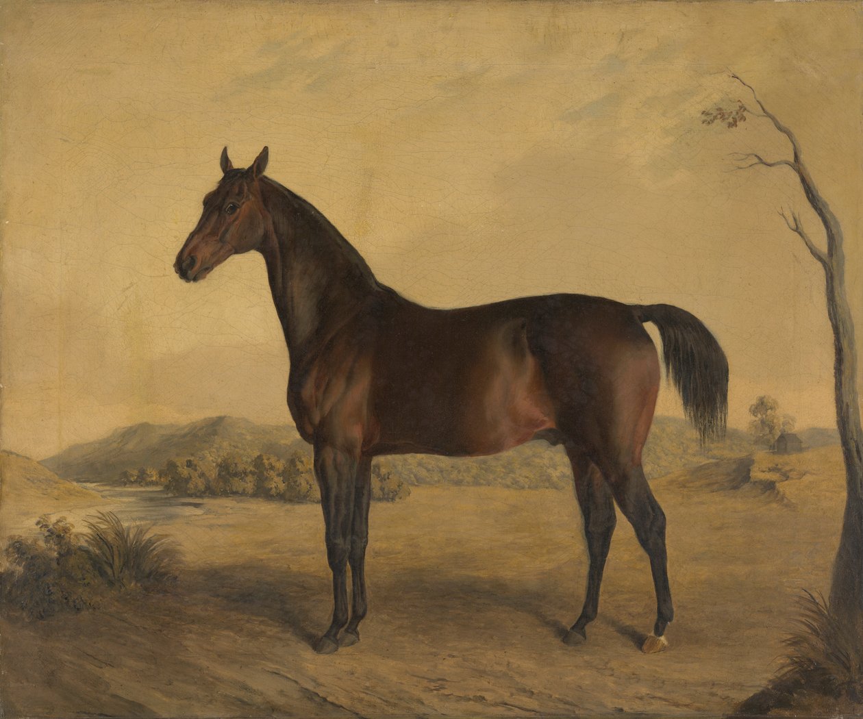 Tranby by Edward Troye
