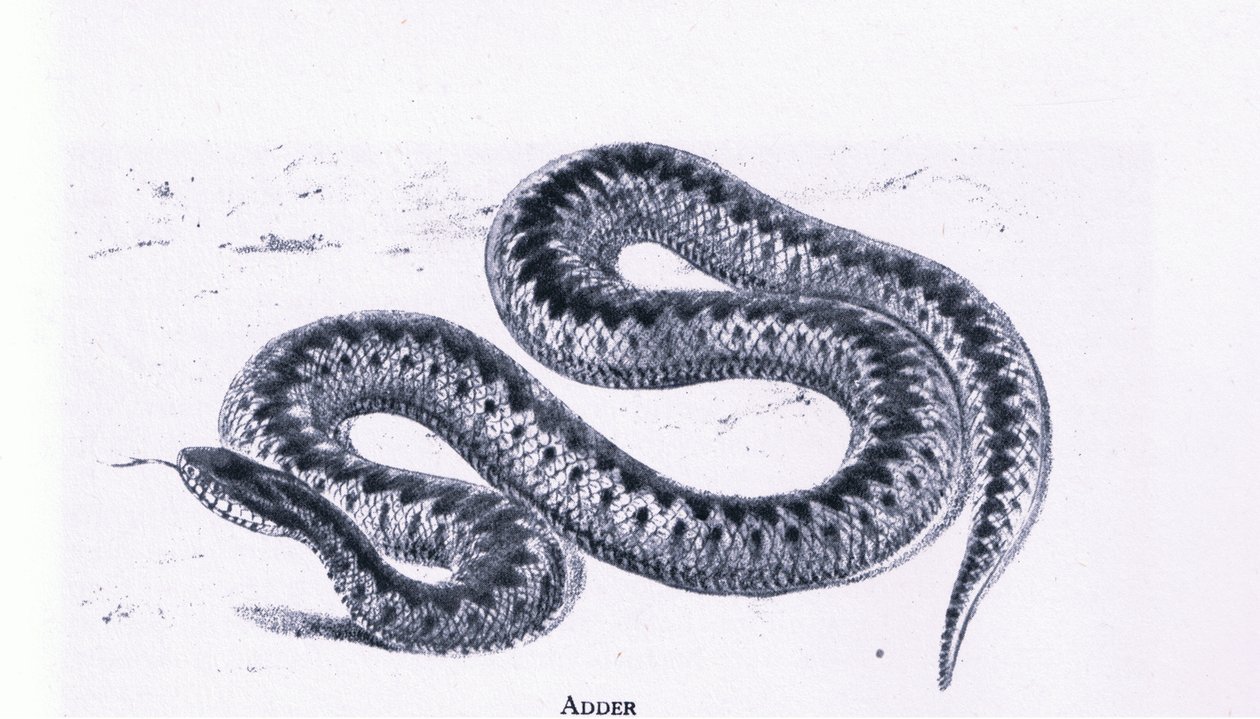 Adder, Nature in Britain by Edward William (after) Cooke