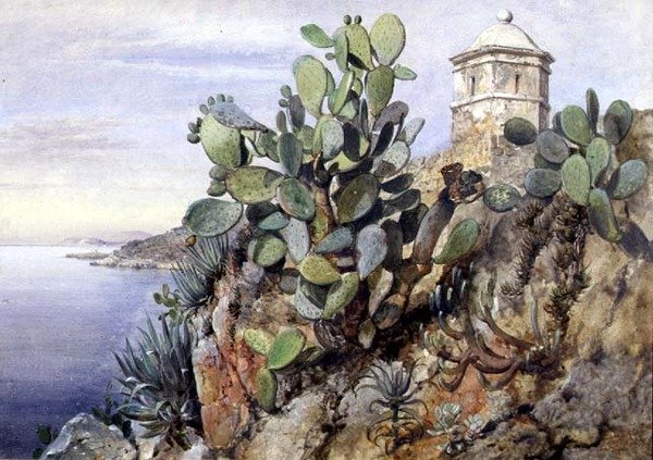Cactus Opuntia, Monaco by Edward William Cooke