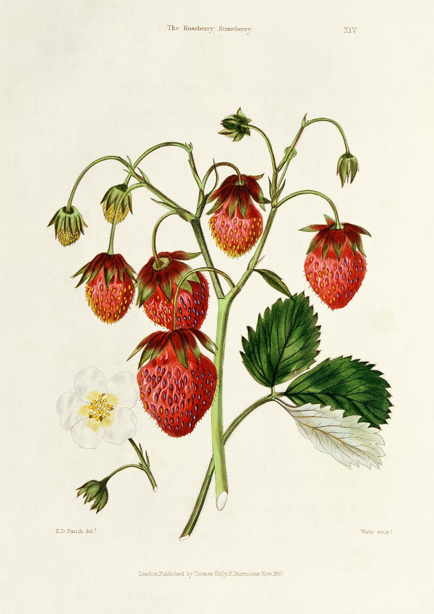 The Roseberry Strawberry, engraved by Watte, pub. by Thomas Kelly, London 1830 by Edwin Dalton Smith