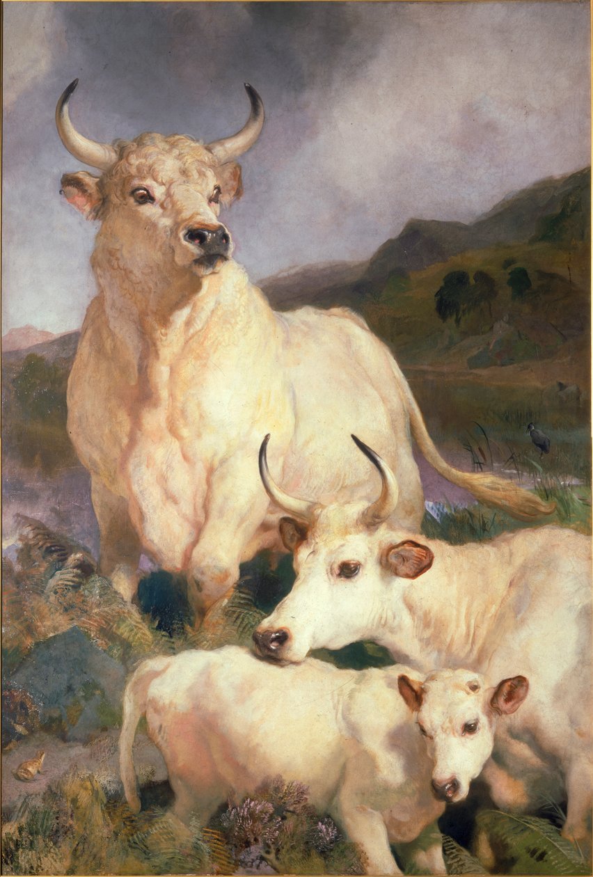 Wild Cattle of Chillingham, Northumberland by Edwin Landseer