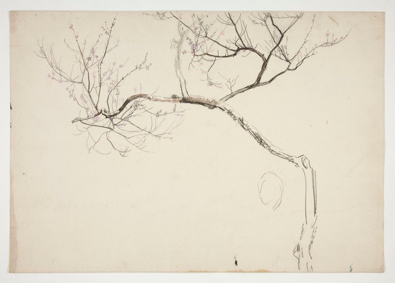 Sketch of a flowering tree by Edwin Austin Abbey