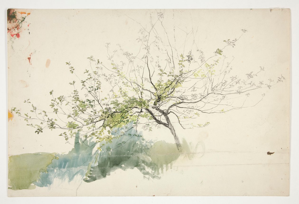 Sketch of a Tree by Edwin Austin Abbey