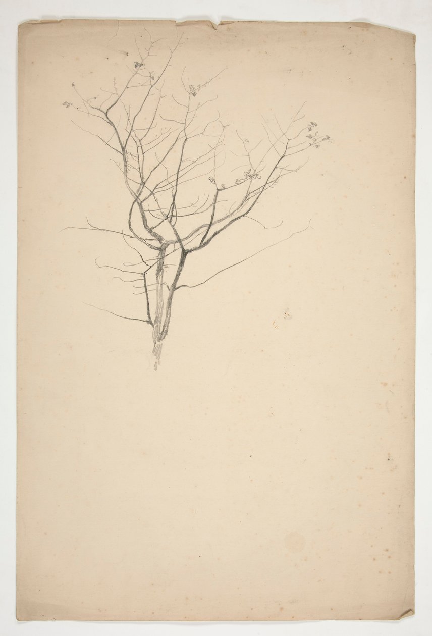 Sketch of Budding Tree Branches by Edwin Austin Abbey
