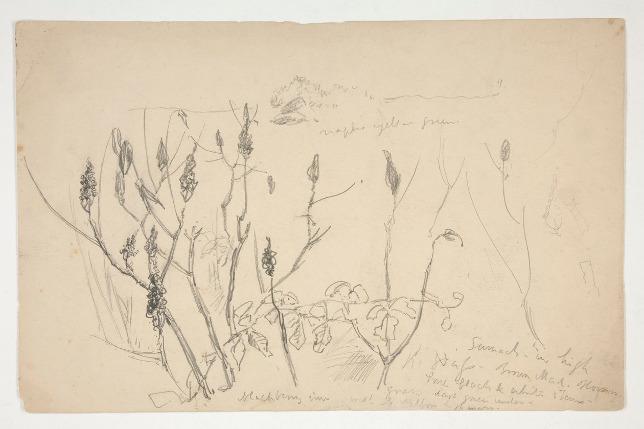 Sketch of Weeds by Edwin Austin Abbey