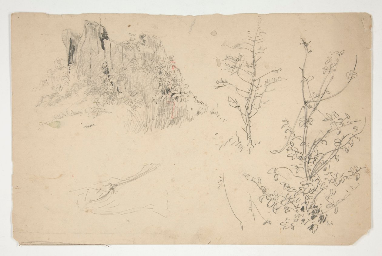Sketches of Trees by Edwin Austin Abbey