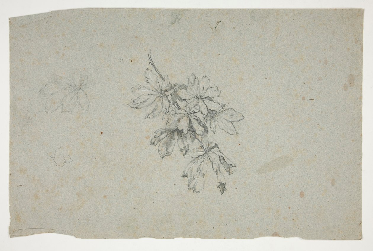 Study of a Branch with Leaves by Edwin Austin Abbey