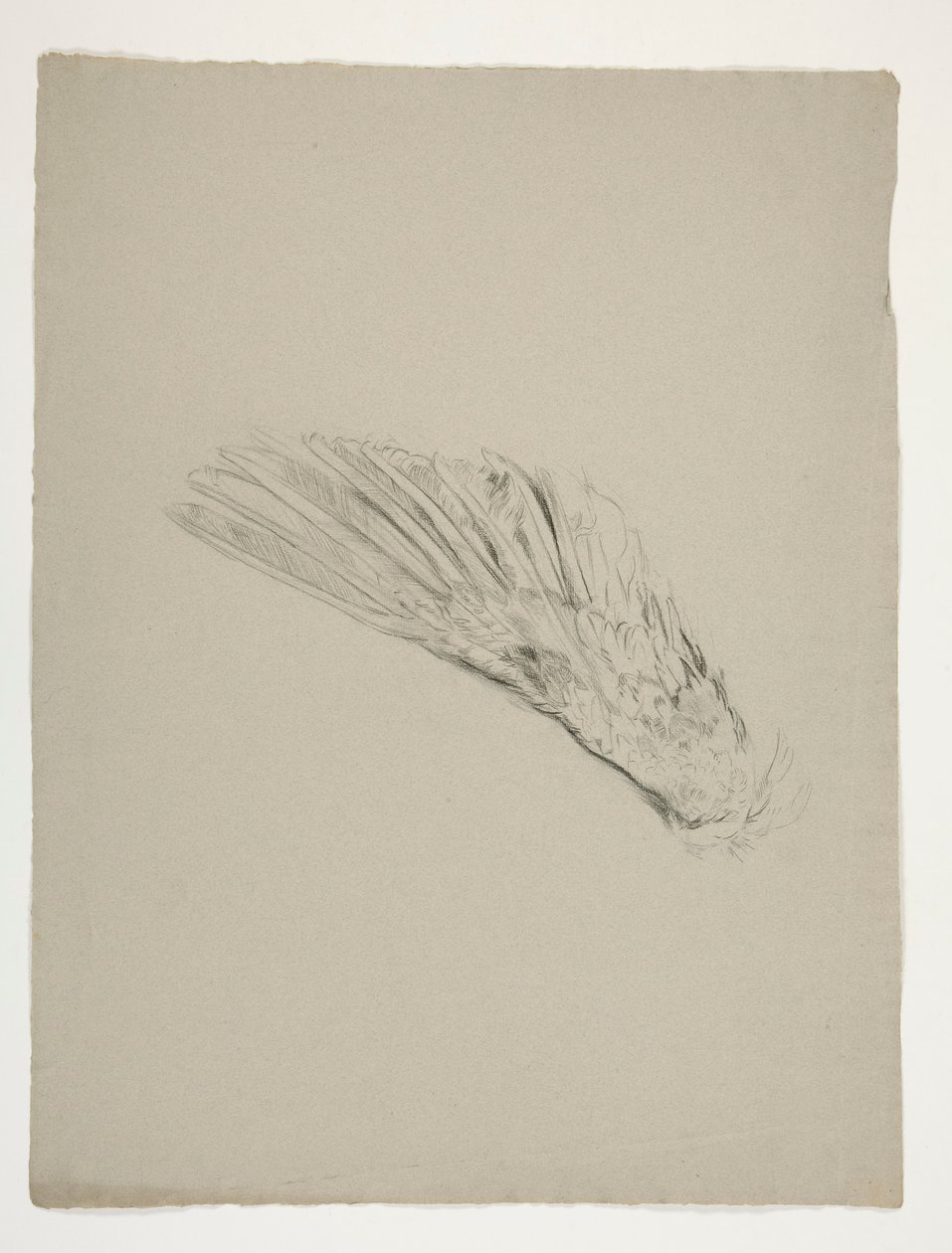 Study of wing for the Infancy of Galahad, from the Quest of the Holy Grail (a series of fifteen paintings for the Boston Public Library, completed in 1901) by Edwin Austin Abbey